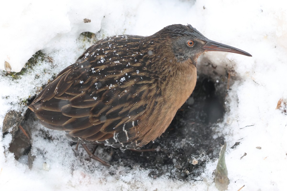 Virginia Rail - ML646986816