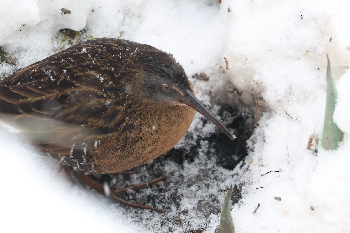 Virginia Rail - ML646986817