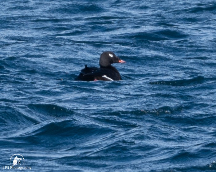 White-winged Scoter - ML646986825
