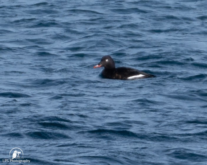 White-winged Scoter - ML646986826