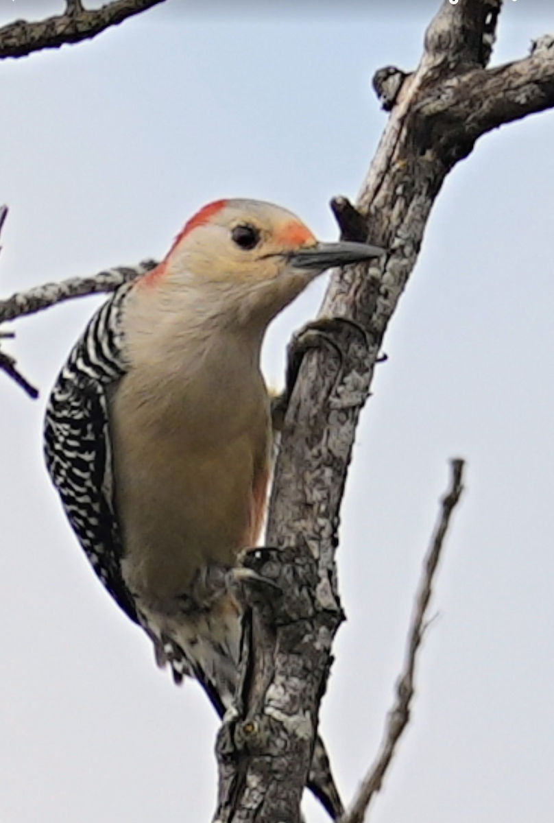 Red-bellied Woodpecker - ML646986827