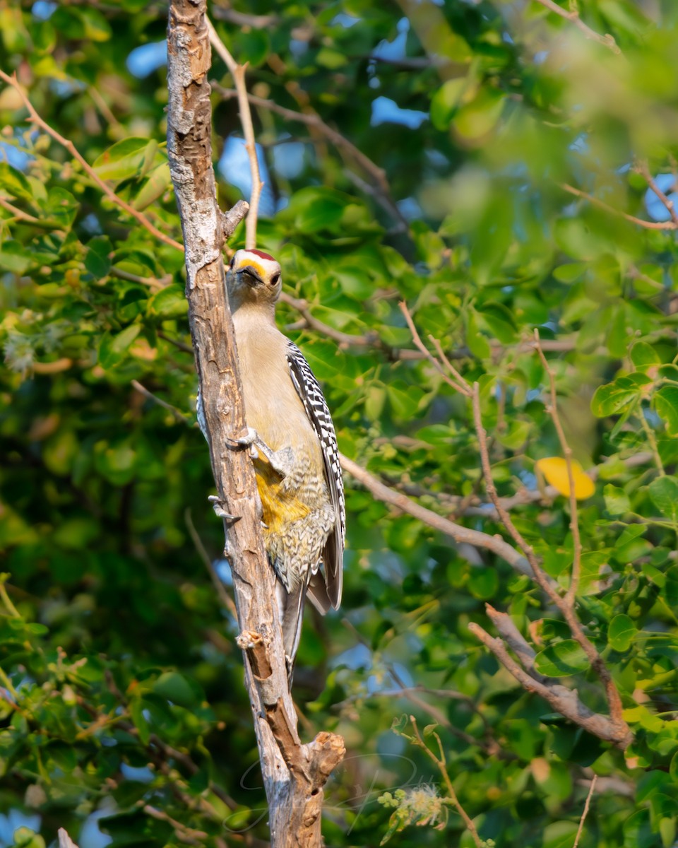 Златолобый дятел - ML646986828