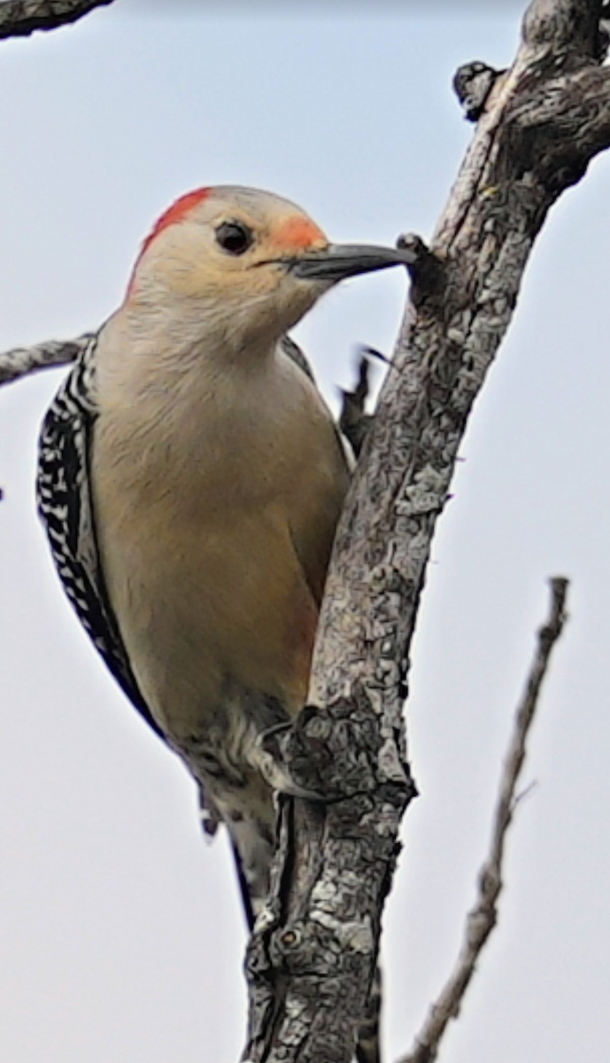 Red-bellied Woodpecker - ML646986829