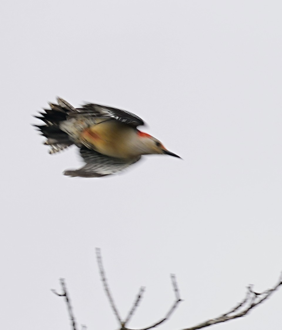 Red-bellied Woodpecker - ML646986830