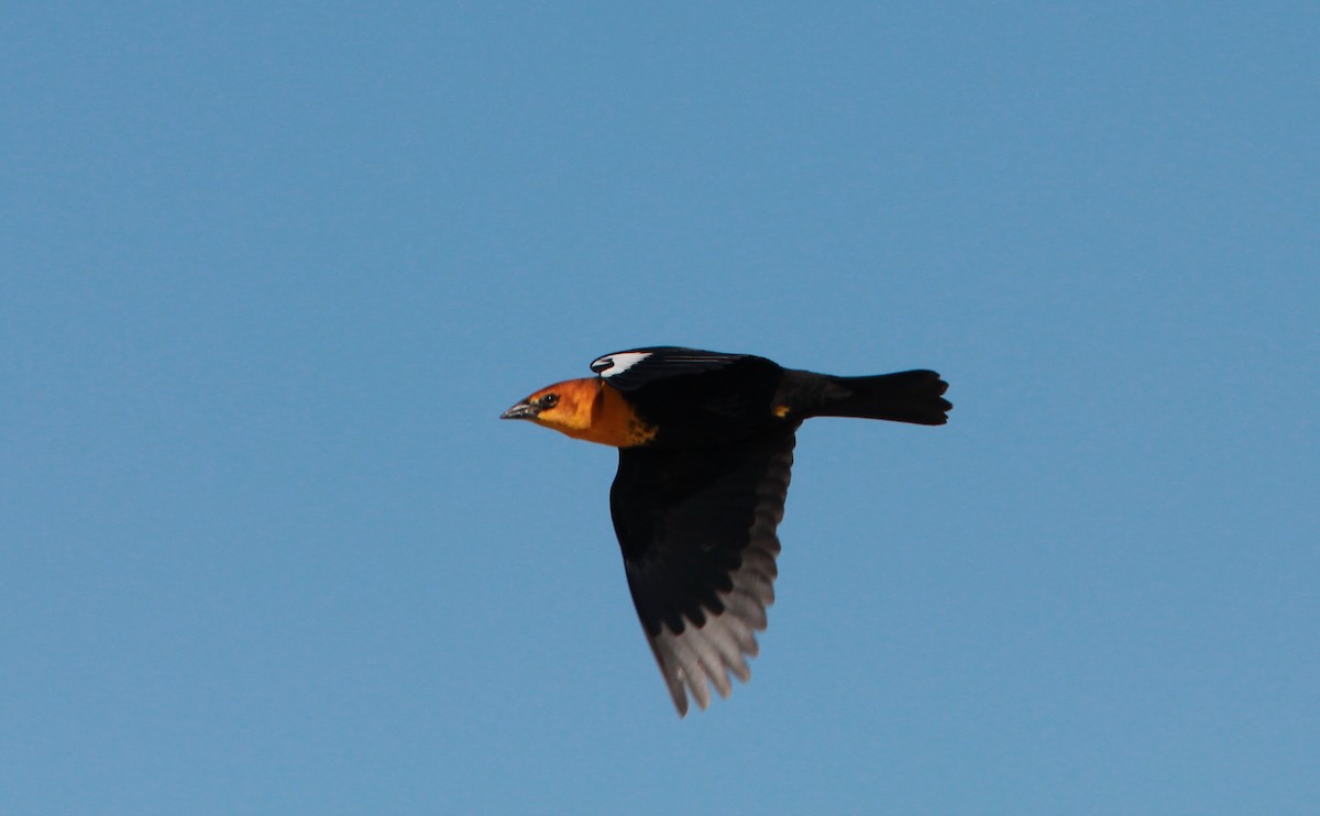 Carouge à tête jaune - ML646986831