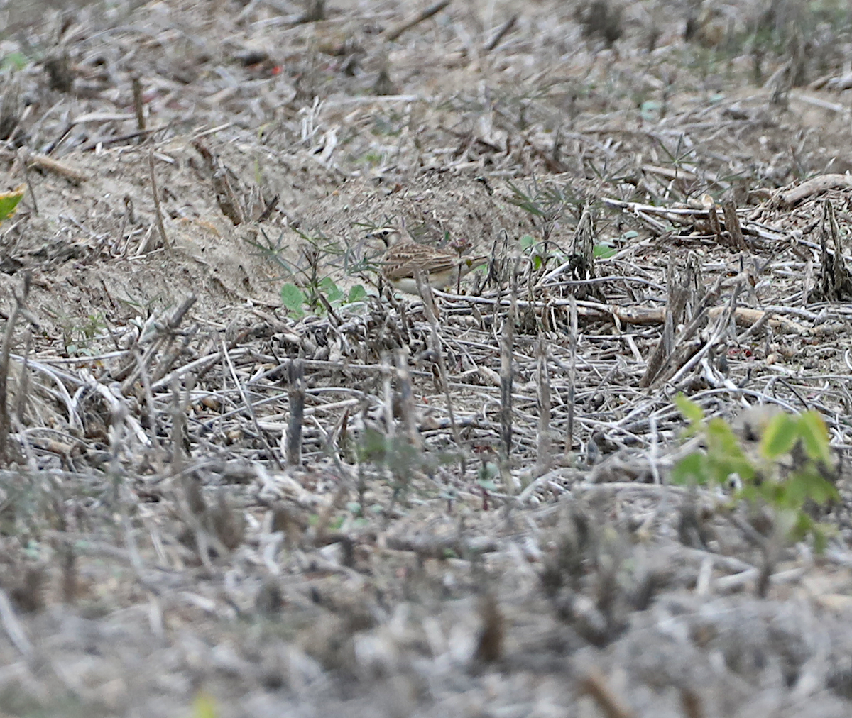 Horned Lark - ML646986837