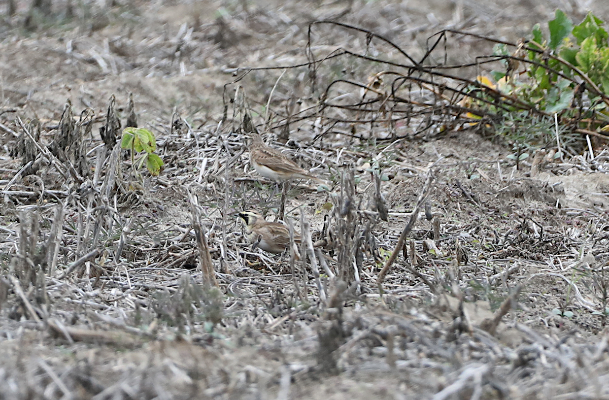 Horned Lark - ML646986838