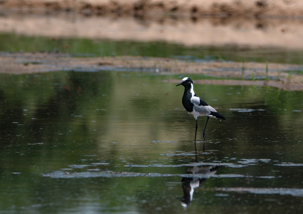 シロクロゲリ - ML646986839