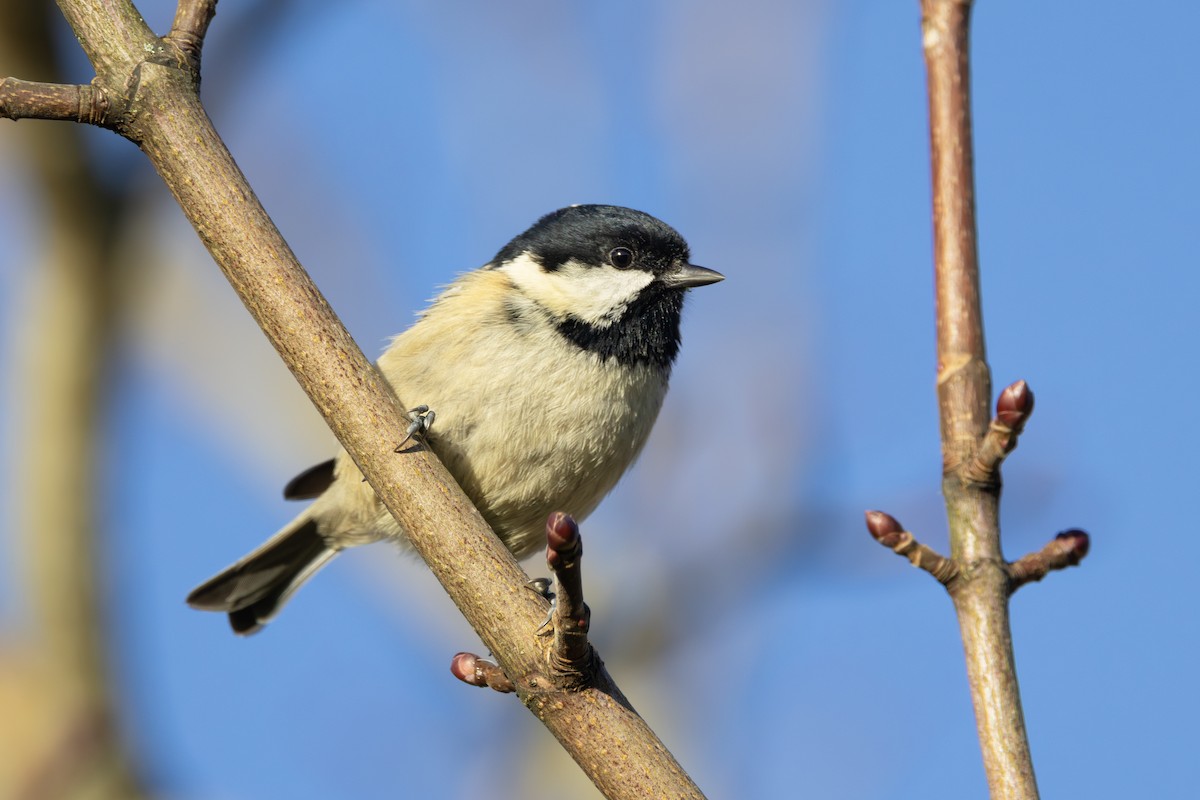 Coal Tit - ML646986840