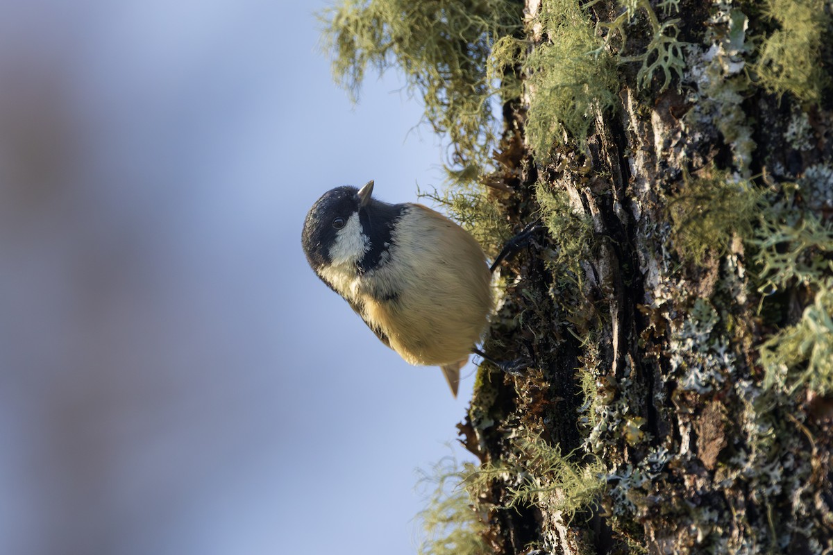 Coal Tit - ML646986841