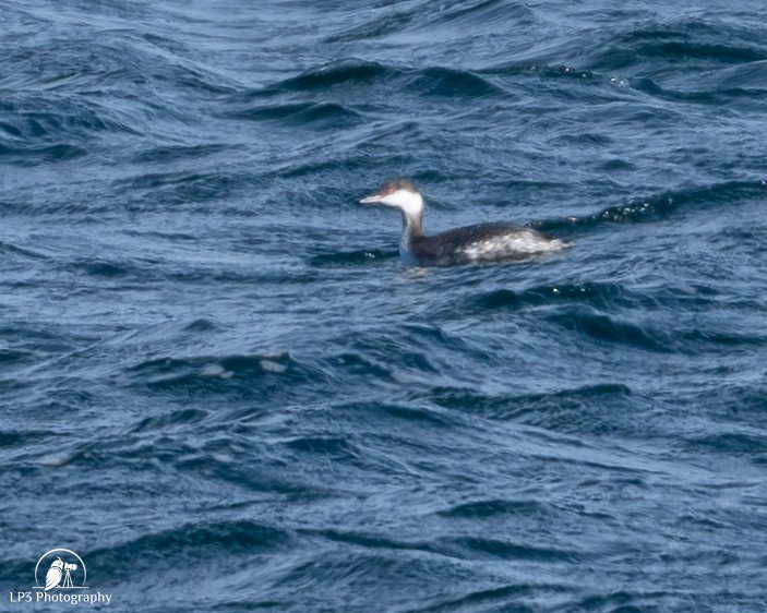 Svasso cornuto - ML646986842