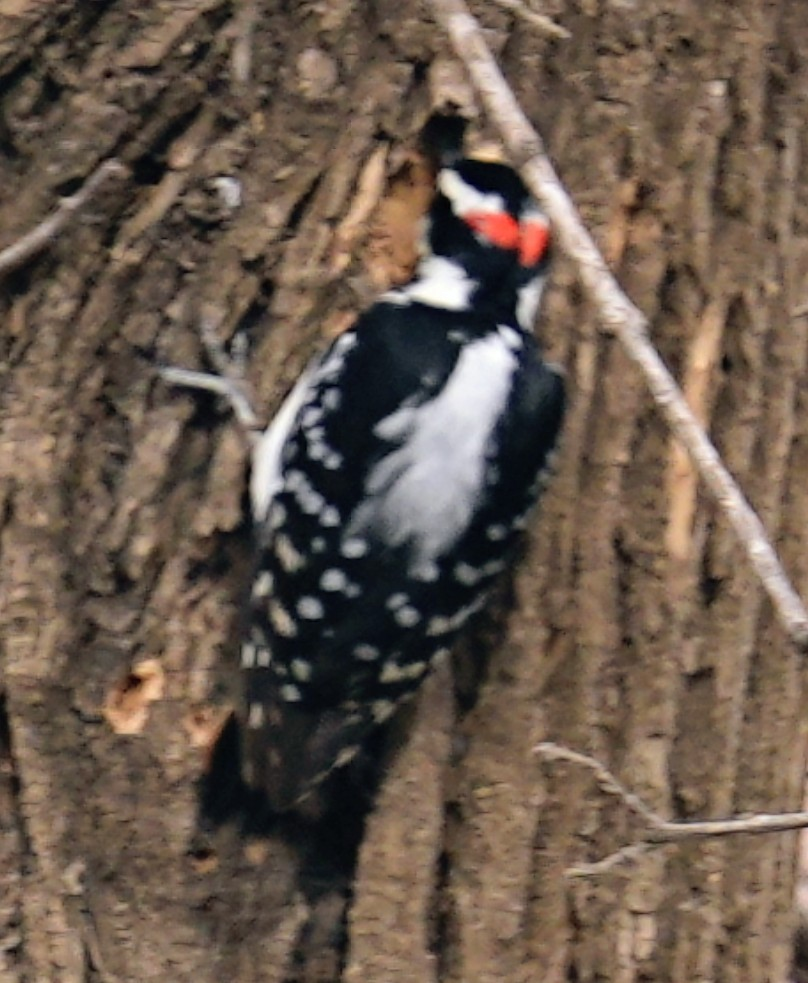 Hairy Woodpecker - ML646986843