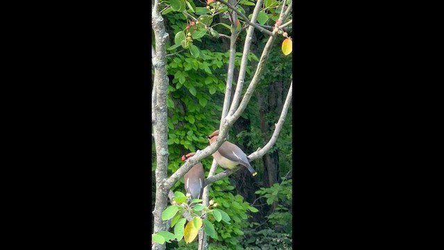 Sedir İpekkuyruğu - ML646986844