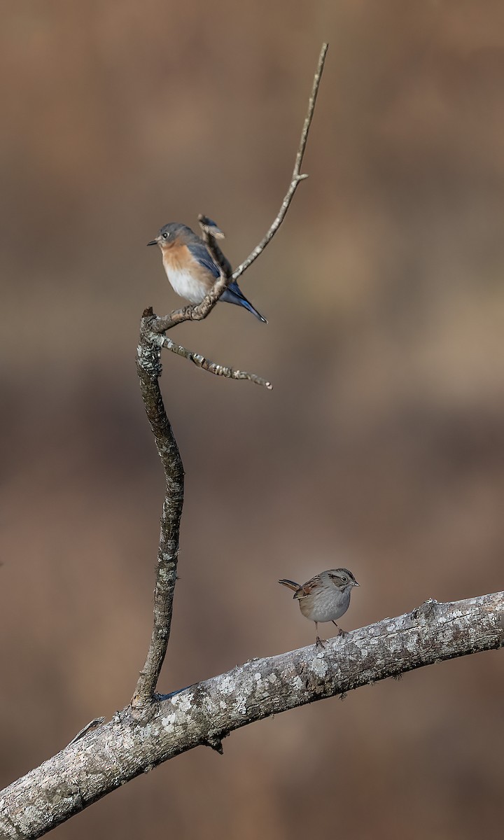 Eastern Bluebird - ML646986846