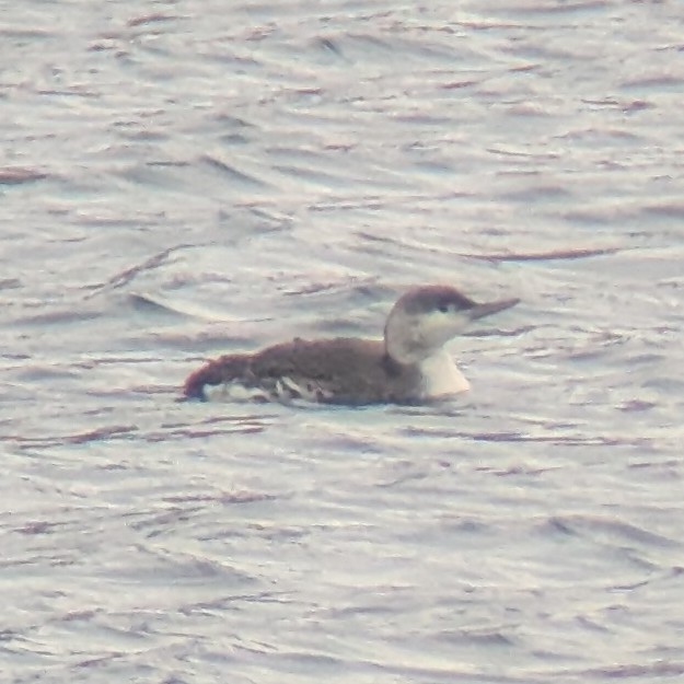 Улаан гүеэт гахууна - ML646986847