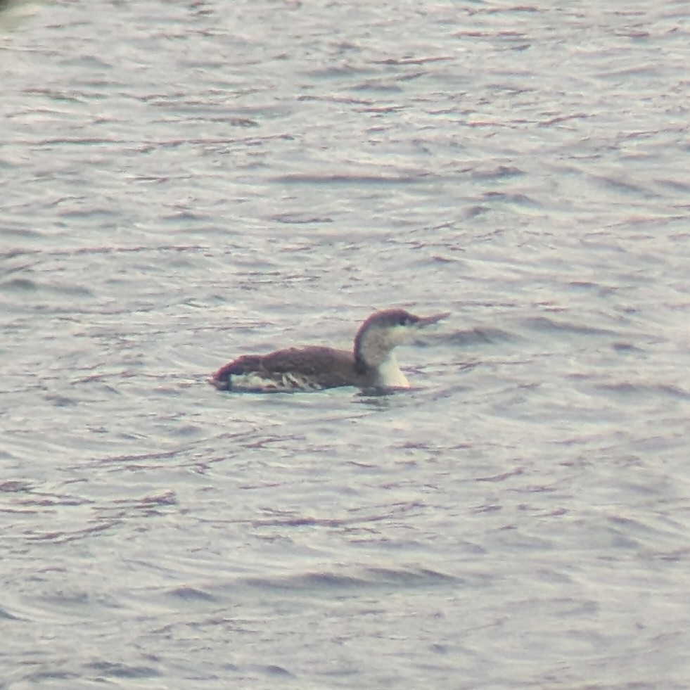 Улаан гүеэт гахууна - ML646986848