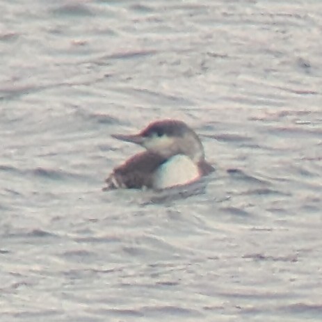 Улаан гүеэт гахууна - ML646986849