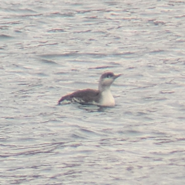 Улаан гүеэт гахууна - ML646986850