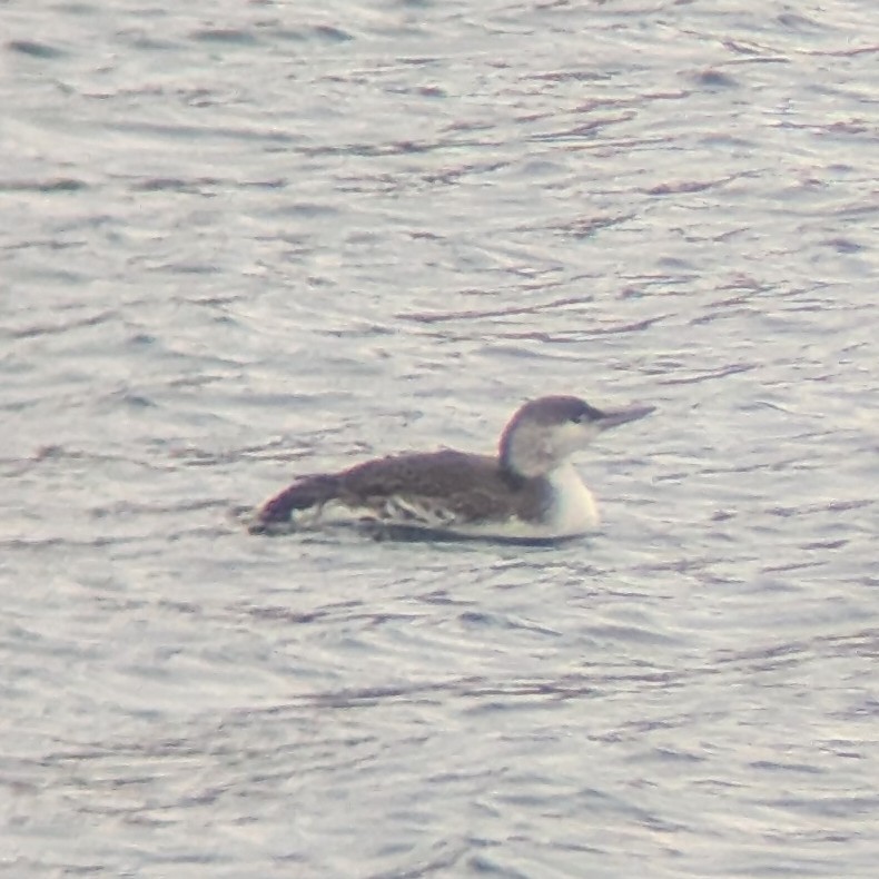 Plongeon catmarin - ML646986851