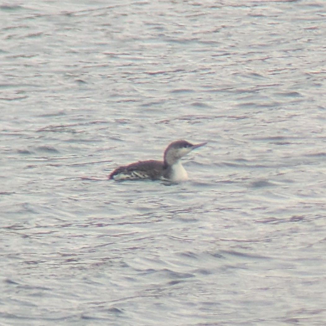 Plongeon catmarin - ML646986852