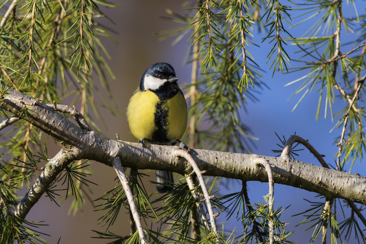 Great Tit - ML646986853
