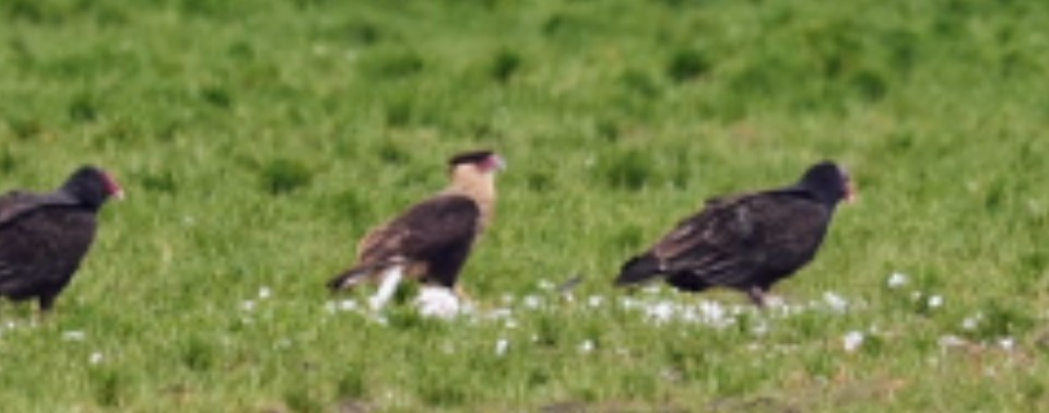 Crested Caracara - ML646986854