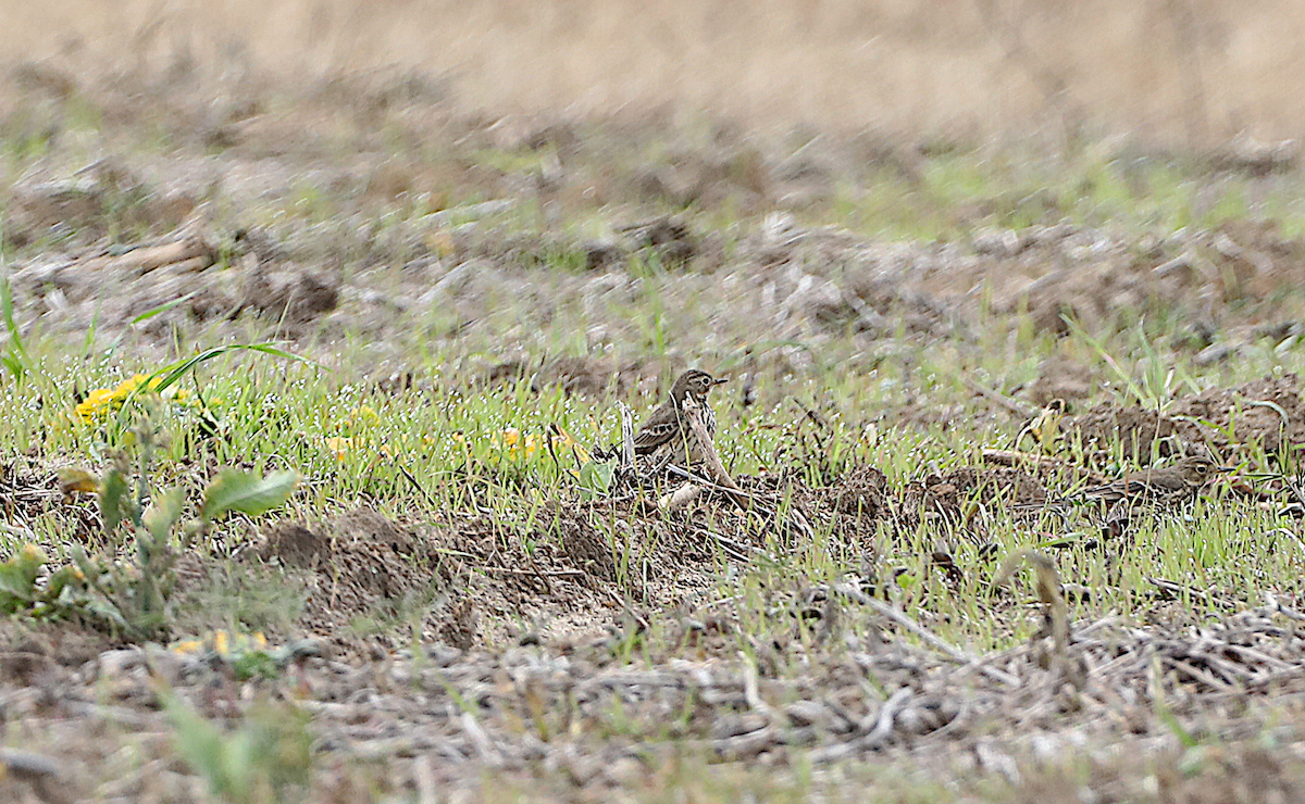 American Pipit - ML646986855