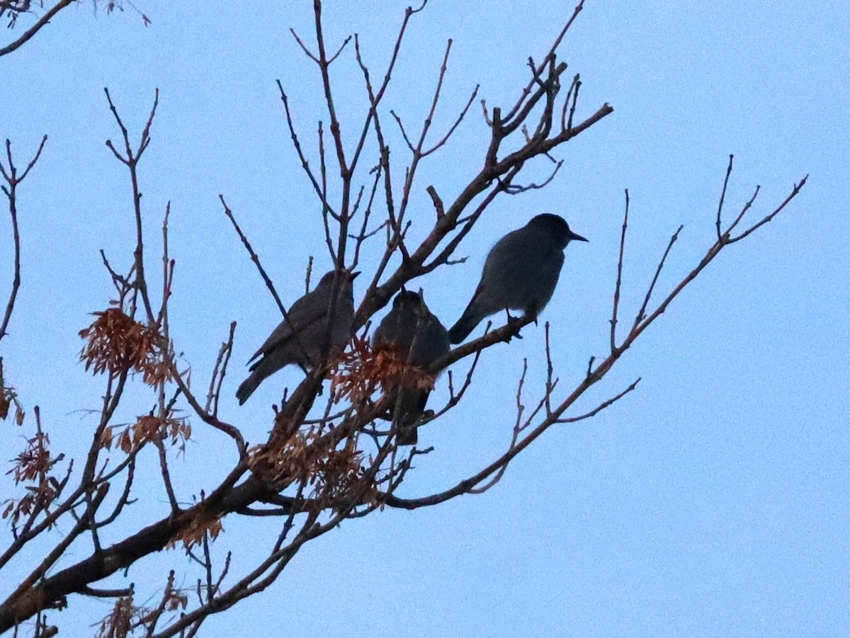 Pinyon Jay - ML646986856