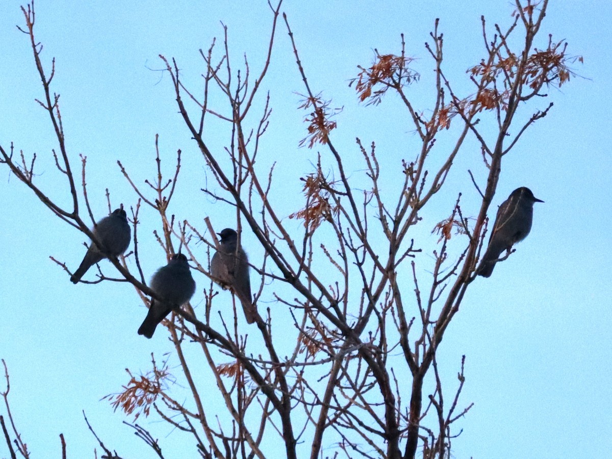 Pinyon Jay - ML646986857