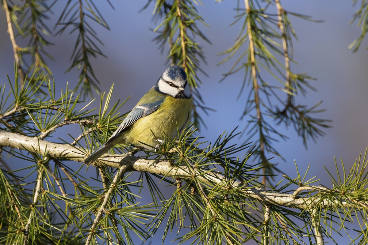Eurasian Blue Tit - ML646986858