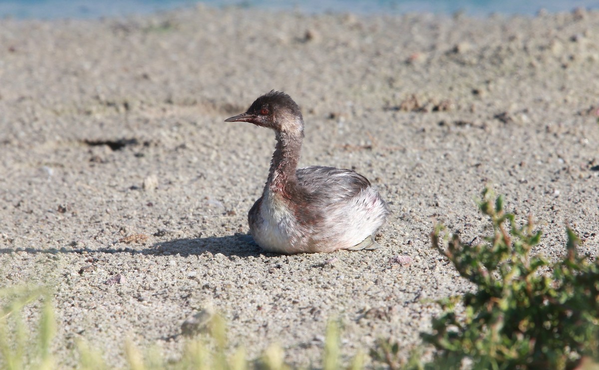 Grèbe à cou noir - ML646986860