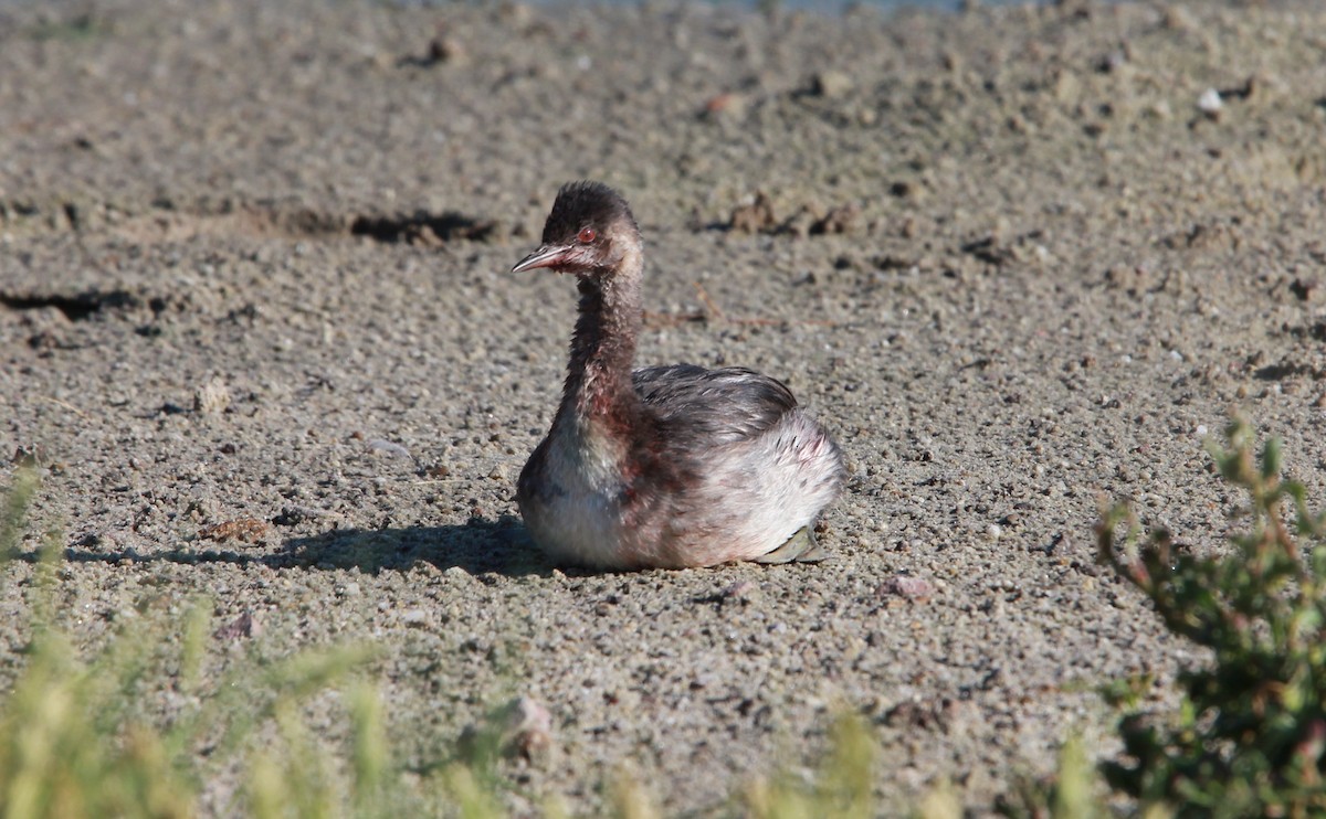 Grèbe à cou noir - ML646986861