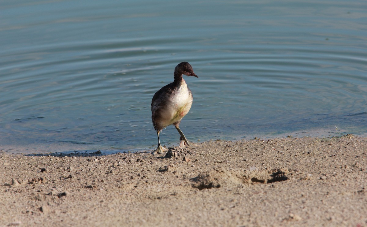 Grèbe à cou noir - ML646986862