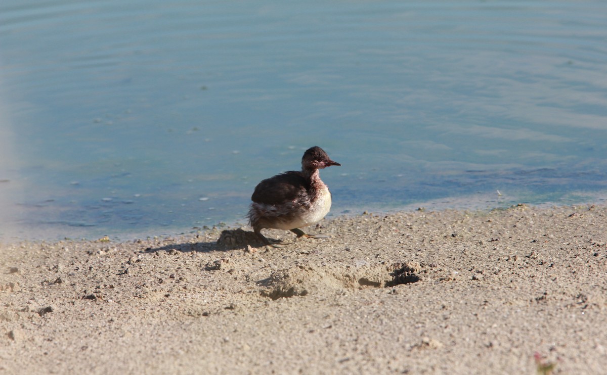 Grèbe à cou noir - ML646986863