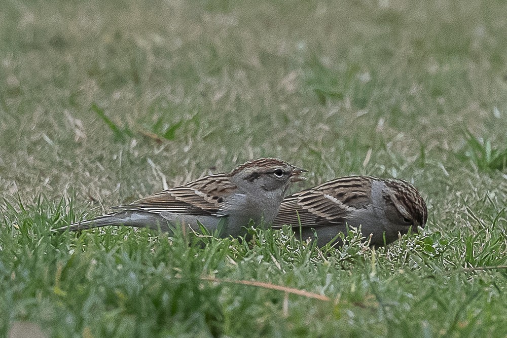 Малая воробьиная овсянка - ML646986864