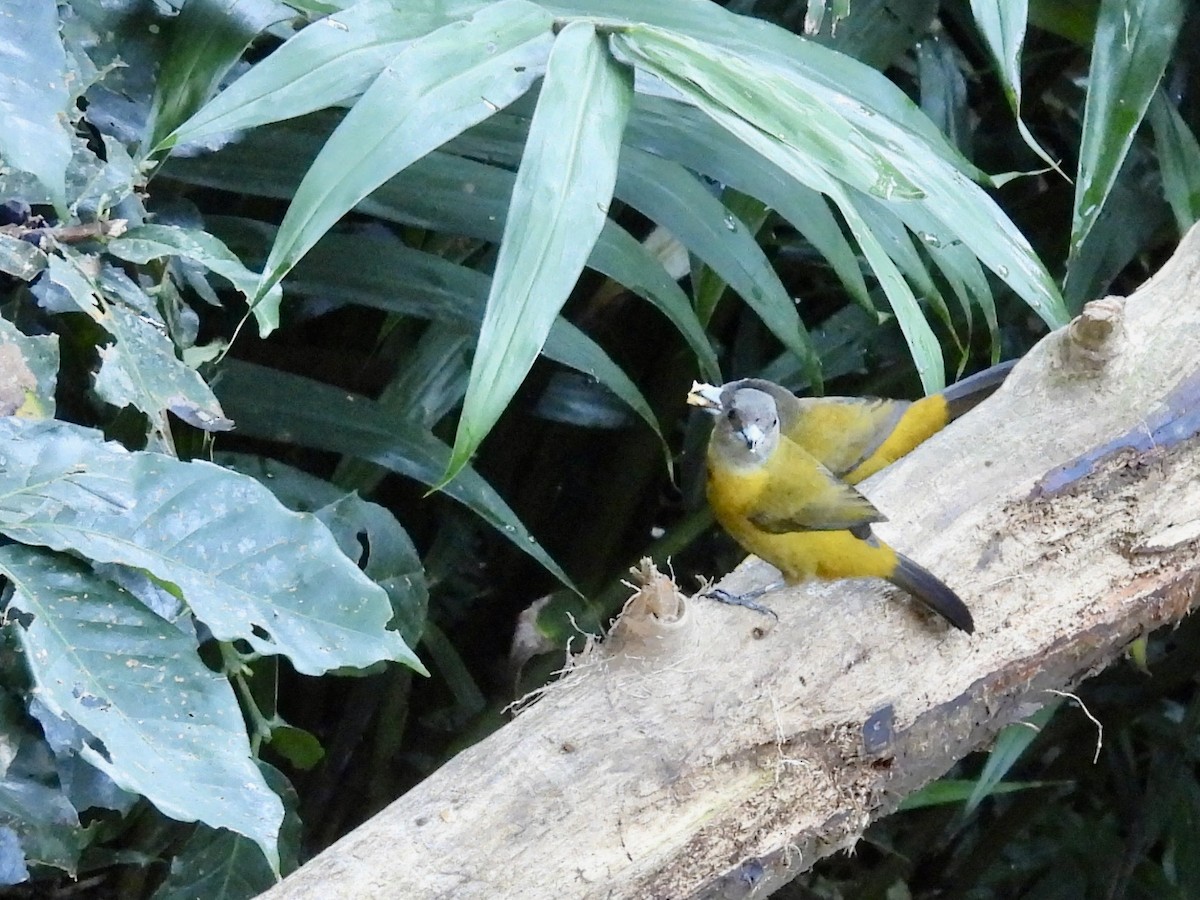 Scarlet-rumped Tanager - ML646986865