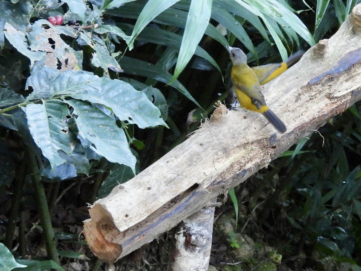 Scarlet-rumped Tanager - ML646986866