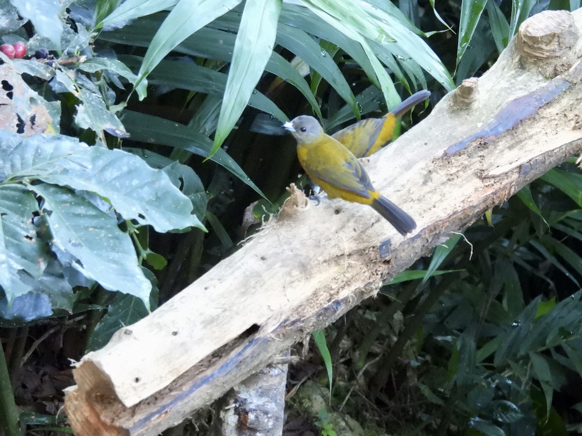 Scarlet-rumped Tanager - ML646986868