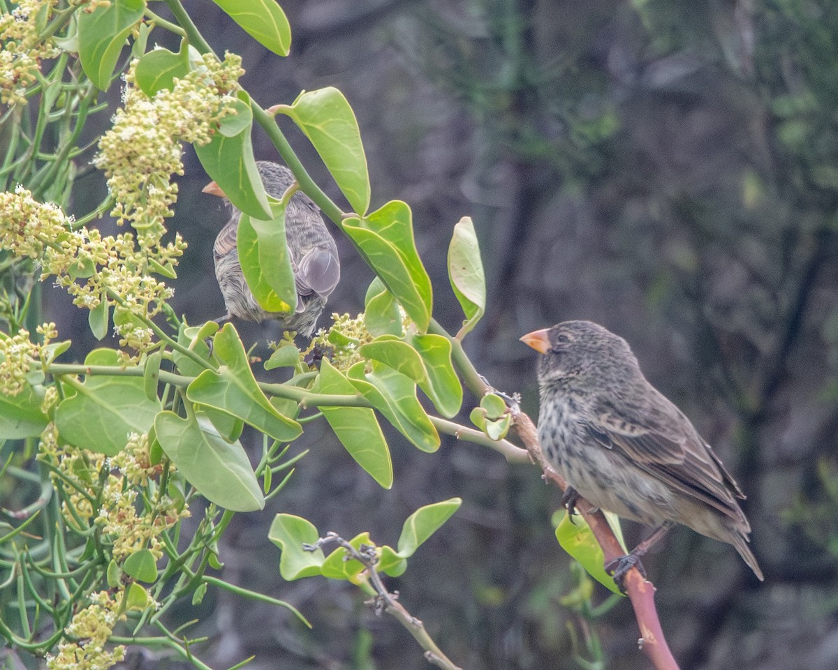 Medium Ground-Finch - ML646986873