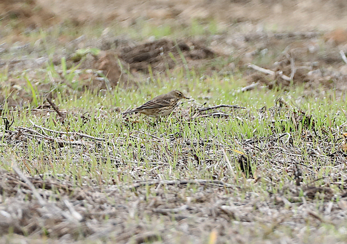 American Pipit - ML646986874