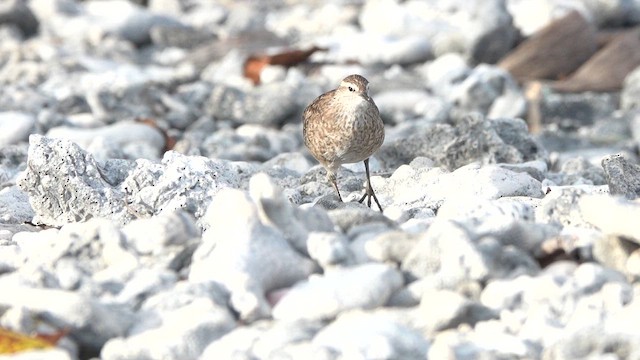 Tuamotu Sandpiper - ML646986875