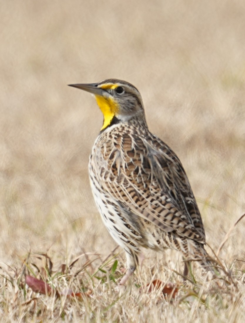 Western Meadowlark - ML646986876