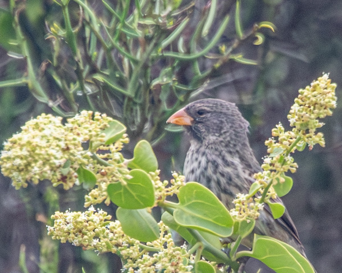 Medium Ground-Finch - ML646986879