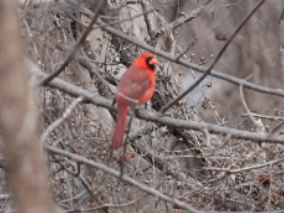Northern Cardinal - ML646986880