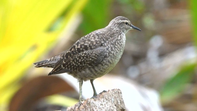 Tuamotu Sandpiper - ML646986881