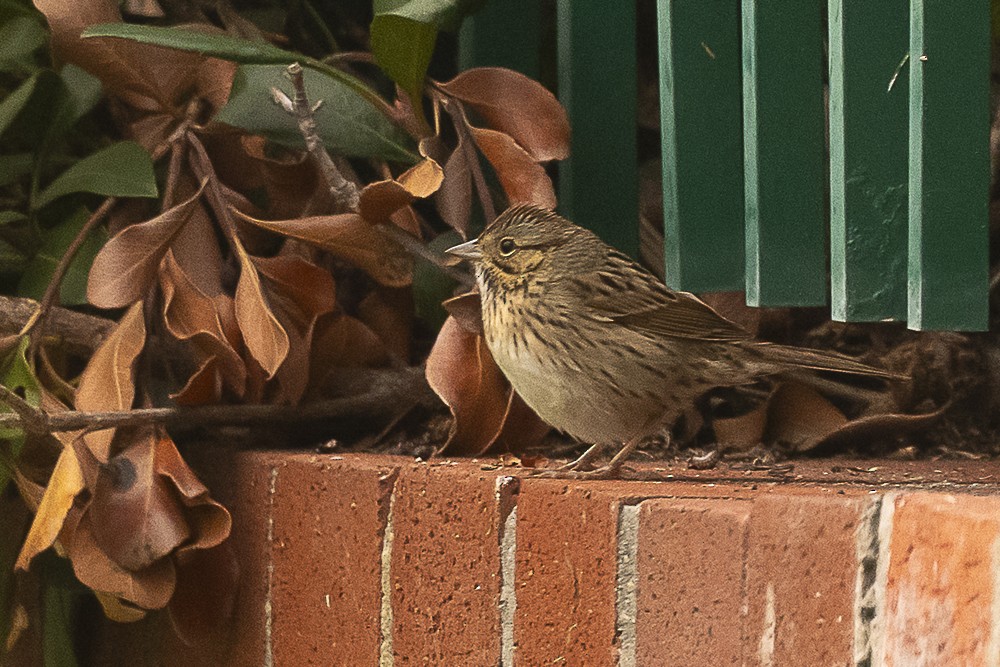 Еловая овсянка - ML646986882