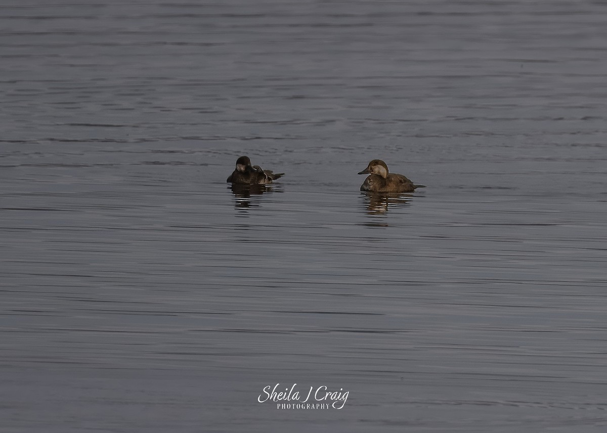 Ahatebeltz amerikarra - ML646986883