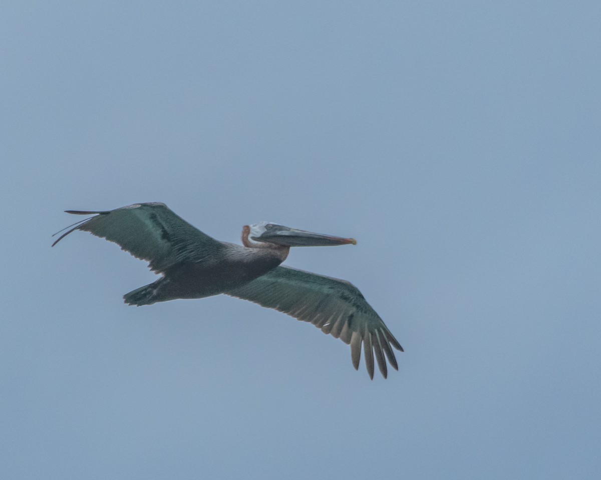 Brown Pelican - ML646986886