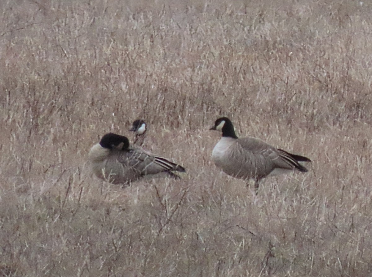 berneška malá - ML646986888