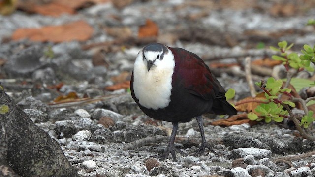 Polynesian Ground Dove - ML646986890